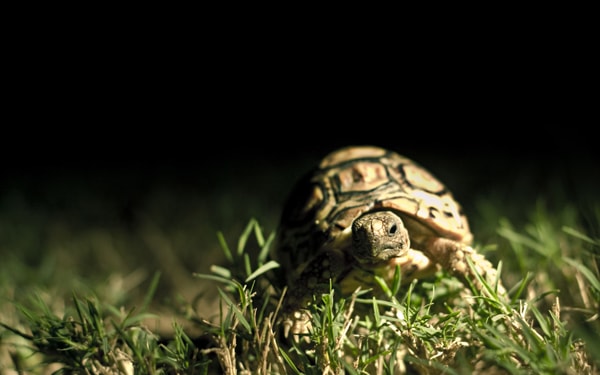 Foto einer Schildkröte auf grünem Rasen
