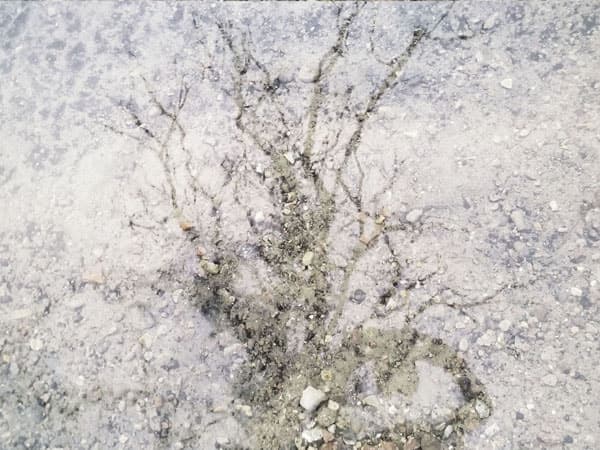 Photo of reflection of a bare tree in a pond of water