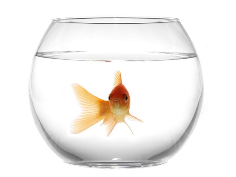 Graphic of a photo of a goldfish in glass